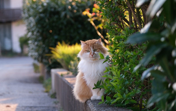 Aoshima Cat Island