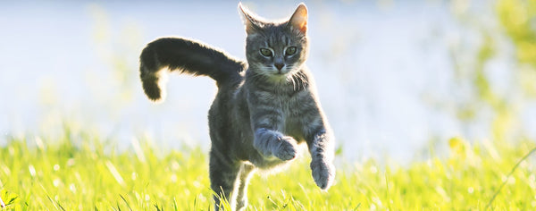 A Beginner's Guide: 5 Tips for Introducing Cats to the Great Outdoors