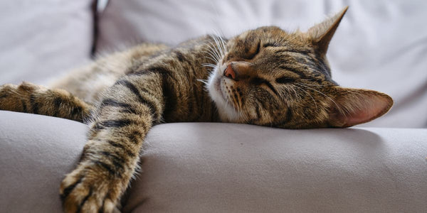 Unraveling the Mystery: 7 Reasons Behind Your Cat's Extended Naps