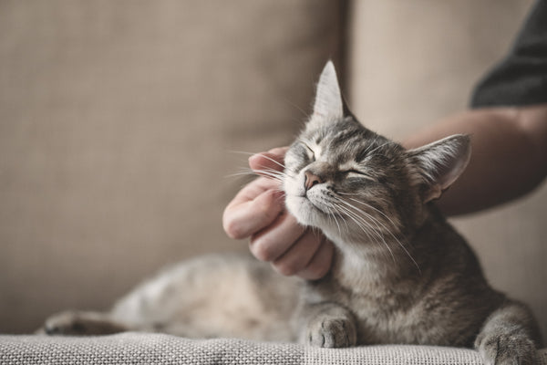 Unraveling the Enigma of Cat Purring